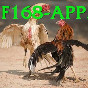 Đá Gà Trực Tiếp - f168 - Tải app