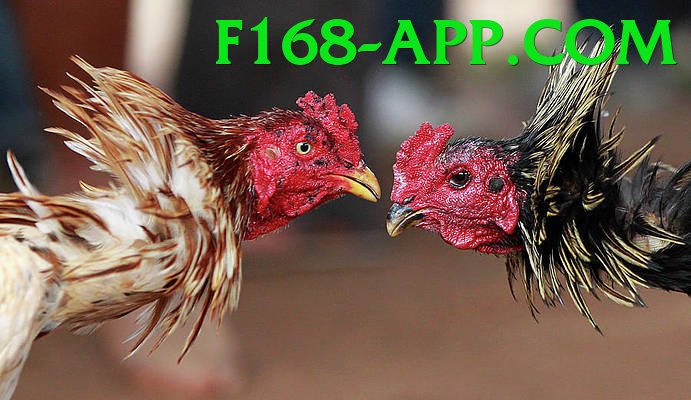 Cách Đọc Kèo Đá Gà - Chơi trên trình duyệt